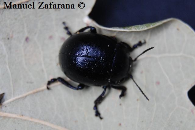 Chrysolina...inflata?